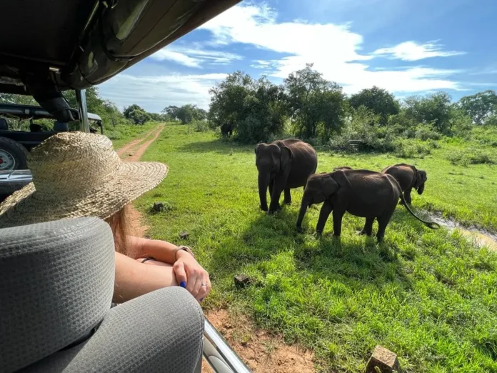Girl elephants watching on the jeep
