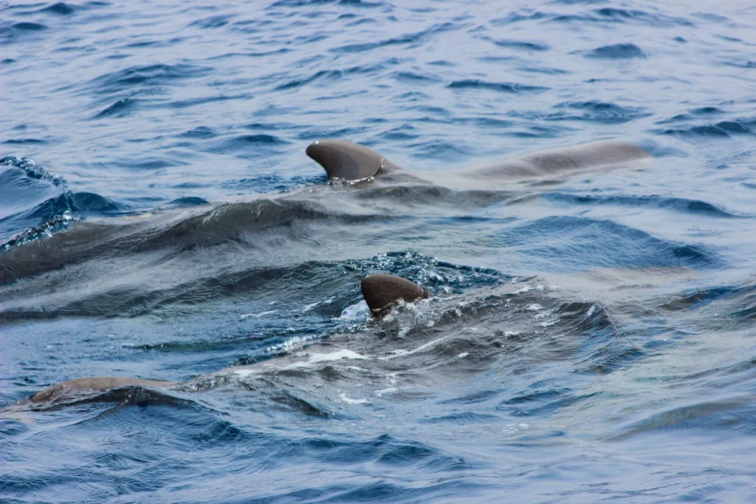 Mirissa Whale Watching