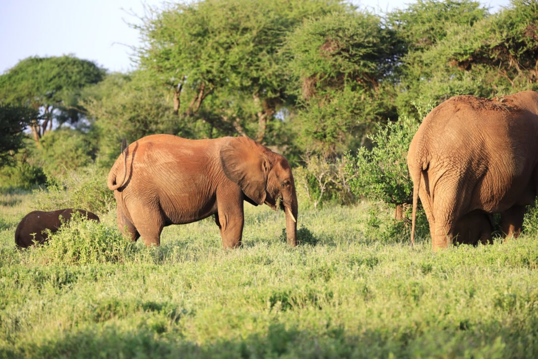 Kaudulla National Park Elephants
